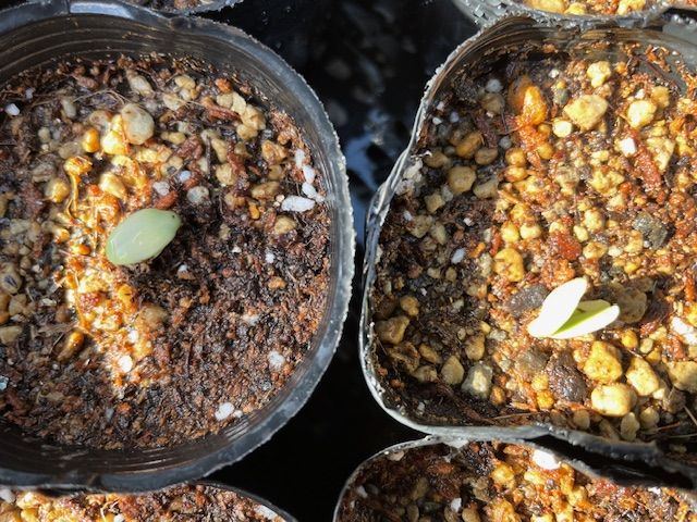 ひまわりの生育日誌:写真1